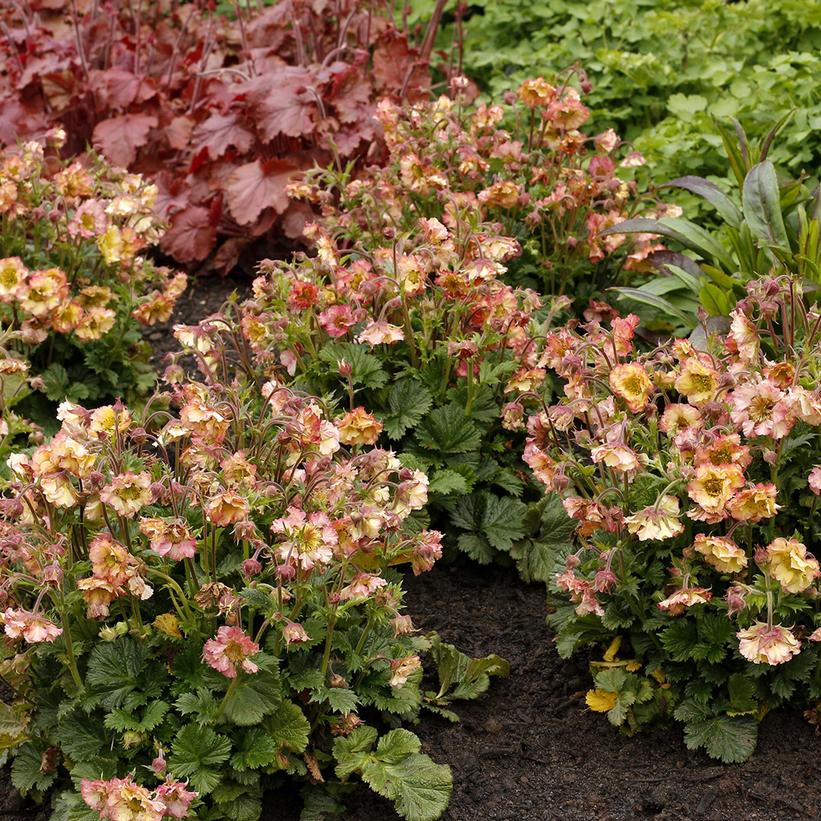 Geum x Pretticoats Peach TNGEUPP PPAF Pretticoats Peach Avens