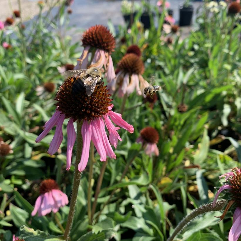Echinacea angustifolia Narrow leaf Coneflower