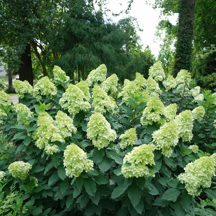 Limelight Prime® Hydrangea