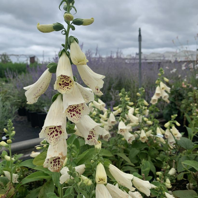 Digitalis purpurea Dalmatian Cream Foxglove