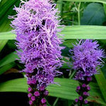 Liatris spicata Floristan Purple Violet Floristan Purple Blazing Star