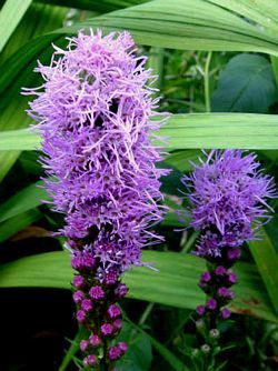 Liatris spicata Floristan Purple Violet Floristan Purple Blazing Star