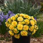 Primula vulgaris Prima Belarina Spring Sun Kerbelsun PPAF Spring Sun Primrose