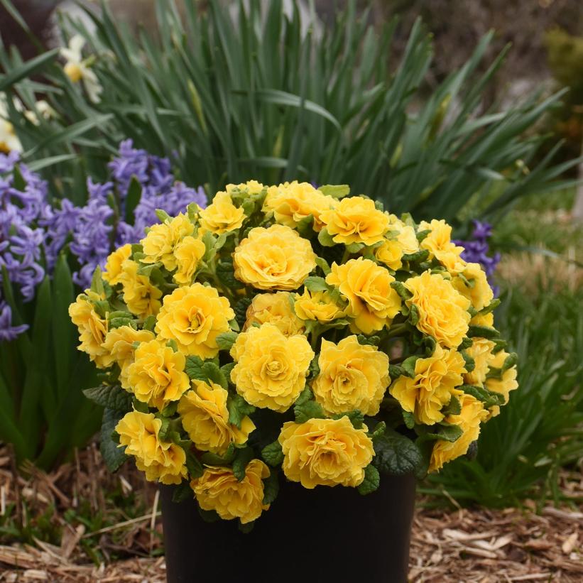Primula vulgaris Prima Belarina Spring Sun Kerbelsun PPAF Spring Sun Primrose