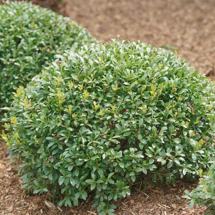 Strongbox® Inkberry Holly