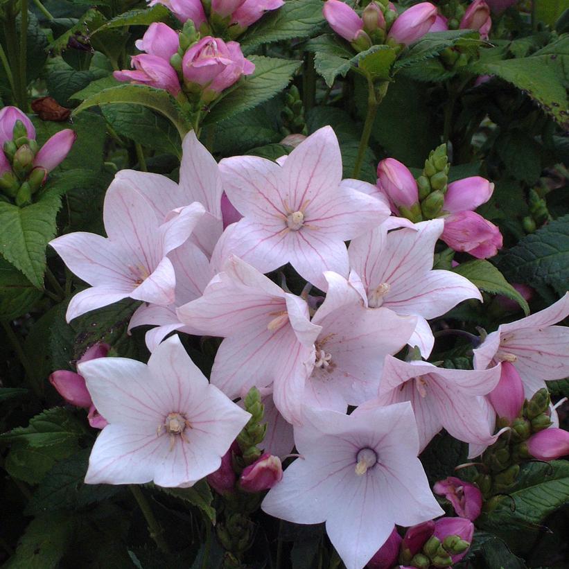 Platycodon grandiflorus Astra Pink Balloon Flower