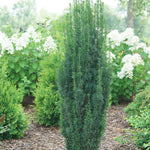 Stonehenge Skinny® Yew