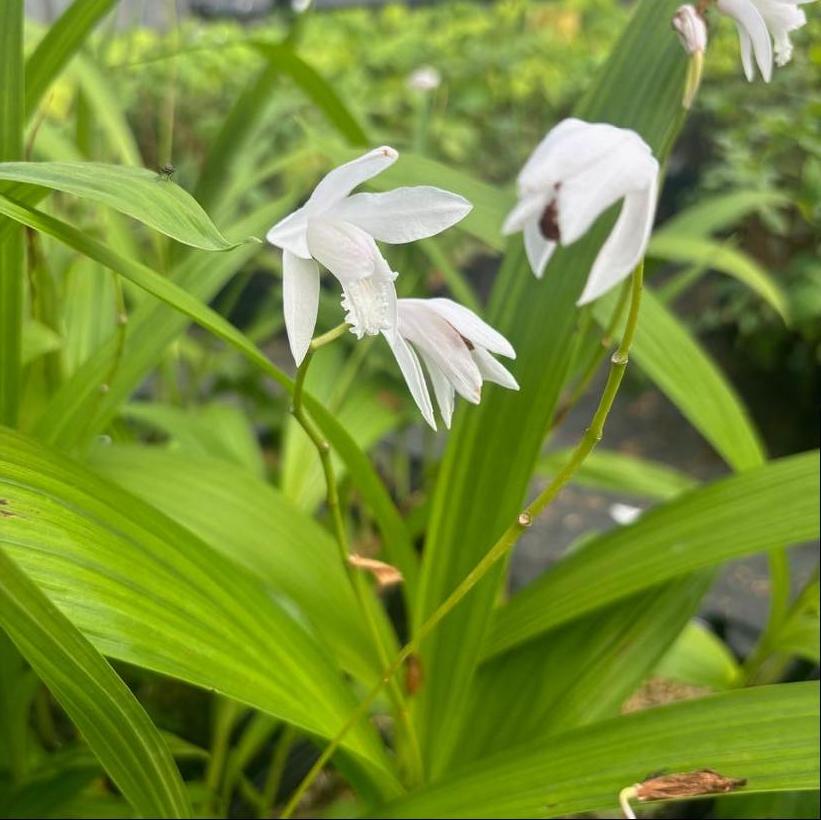 White Hardy Ground Orchid