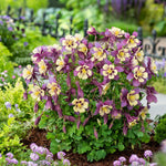 Aquilegia x Earlybird Purple Yellow PAS1258488 Earlybird Purple Yellow Columbine
