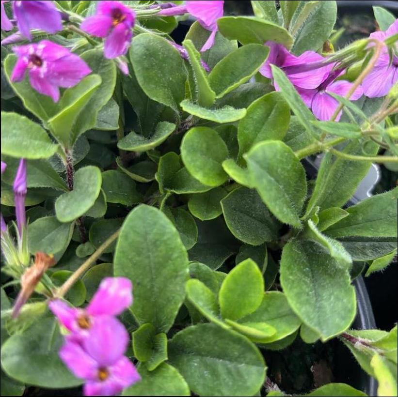 Pink Ridge Creeping Woodland Phlox
