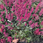 Astilbe chinensis Visions Volcano Visions Volcano False Spirea