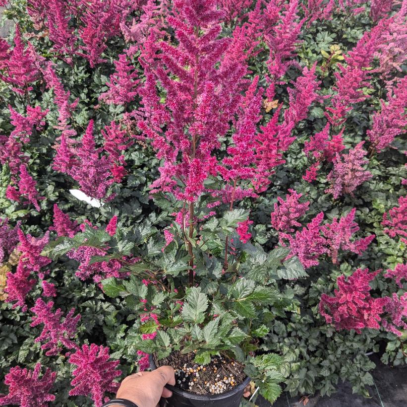 Astilbe chinensis Visions Volcano Visions Volcano False Spirea