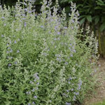 Nepeta faassenii Six Hills Giant Catmint