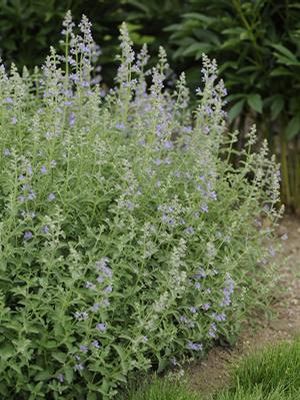 Nepeta faassenii Six Hills Giant Catmint