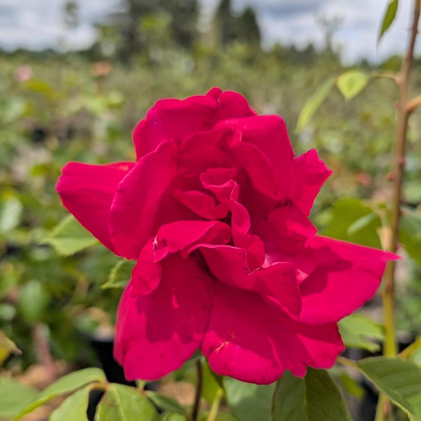 Rosa Paul's Scarlet Climber Paul's Scarlet Climbing Rose