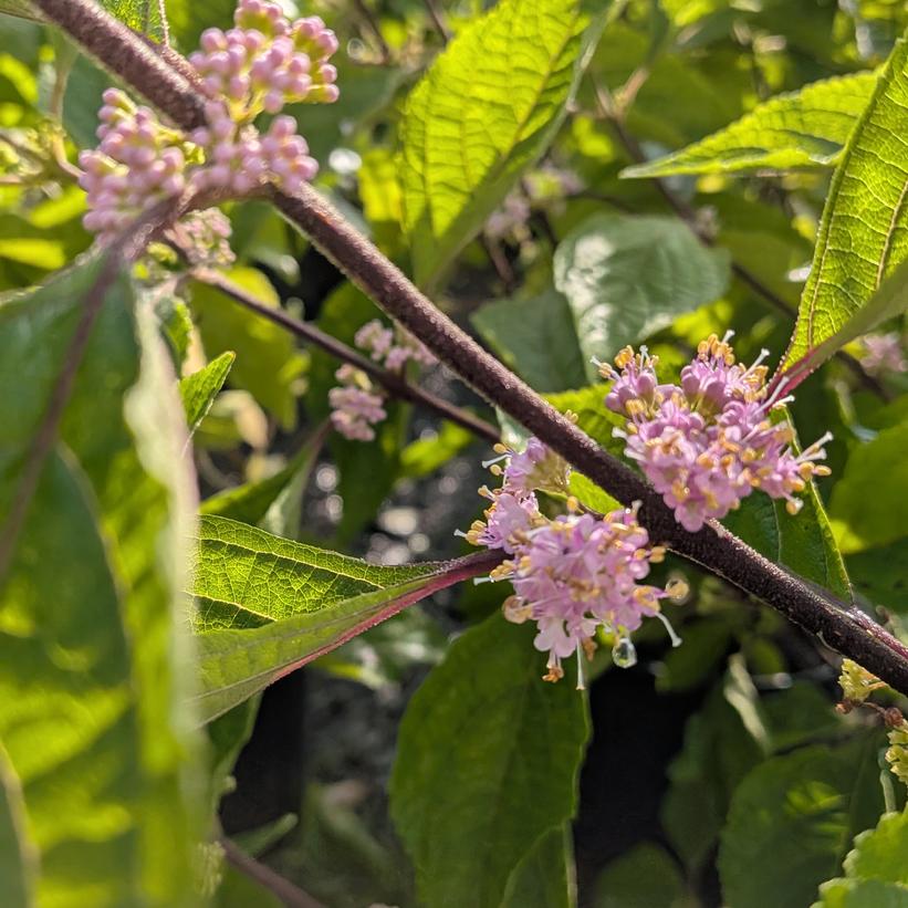 Callicarpa americana American Beautybush