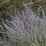 Perovskia x Little Spire PP11643, CPBR1437 Russian Sage