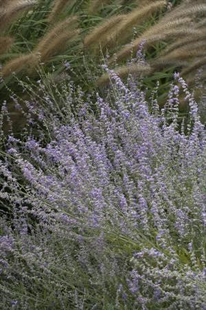 Perovskia x Little Spire PP11643, CPBR1437 Russian Sage