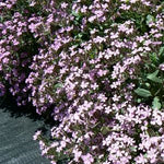 Saponaria ocymoides Rock Soapwort