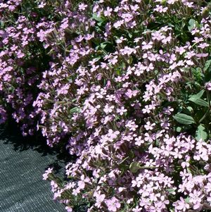 Saponaria ocymoides Rock Soapwort
