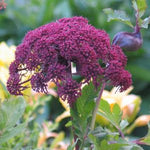 Angelica gigas Korean Angelica