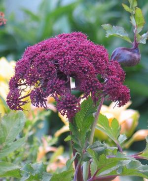 Angelica gigas Korean Angelica