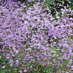 Thalictrum delavayi Splendide Meadow Rue