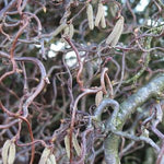Corylus avellana Contorta Corkscrew Hazel