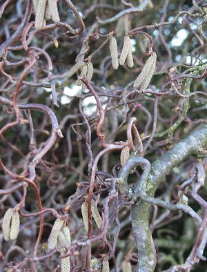 Corylus avellana Contorta Corkscrew Hazel