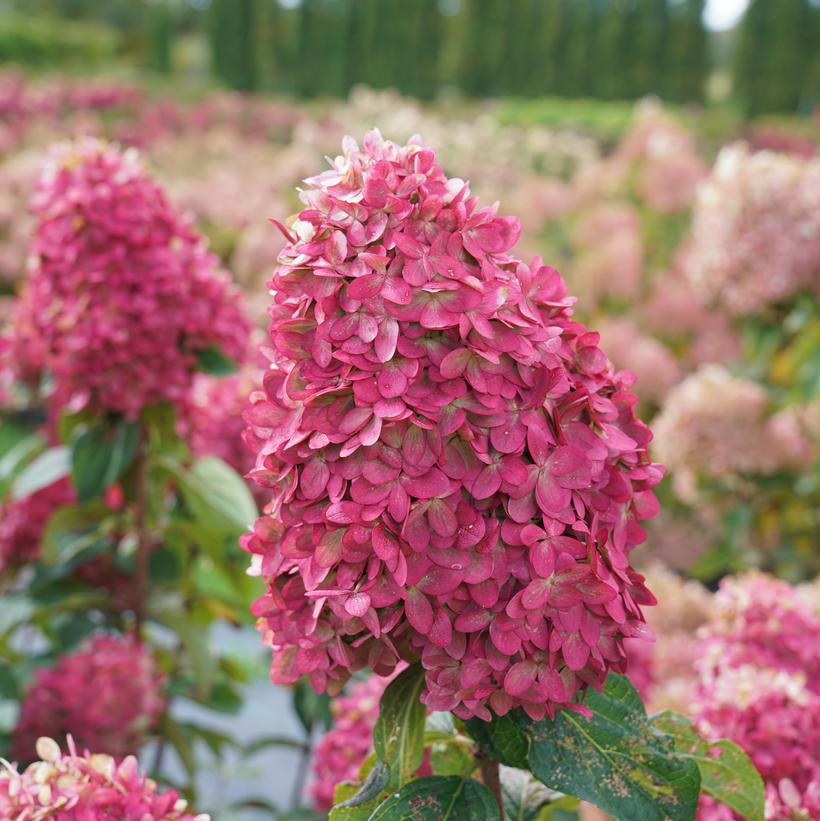 Limelight Prime® Hydrangea