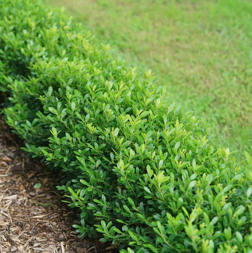 Strongbox® Inkberry Holly