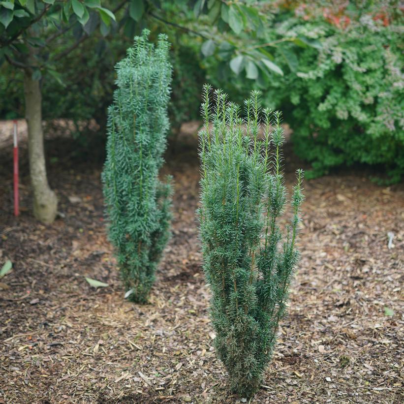 Stonehenge Skinny® Yew