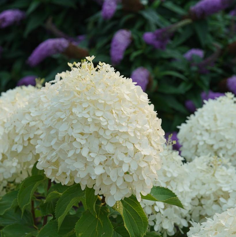Puffer Fish® Panicle Hydrangea