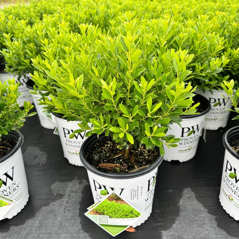 Strongbox® Inkberry Holly