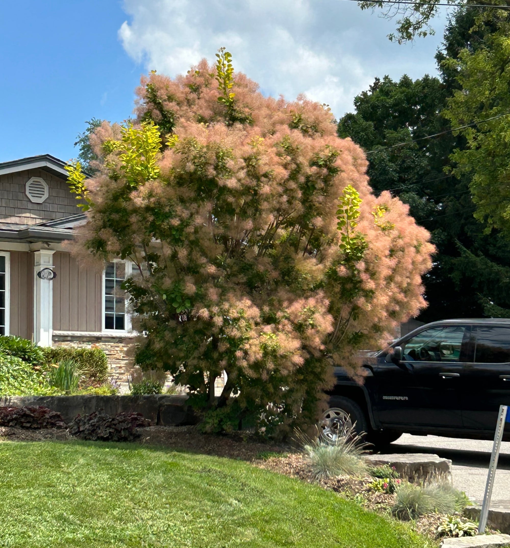 Golden Spirit Smokebush