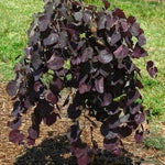 Ruby Falls Redbud
