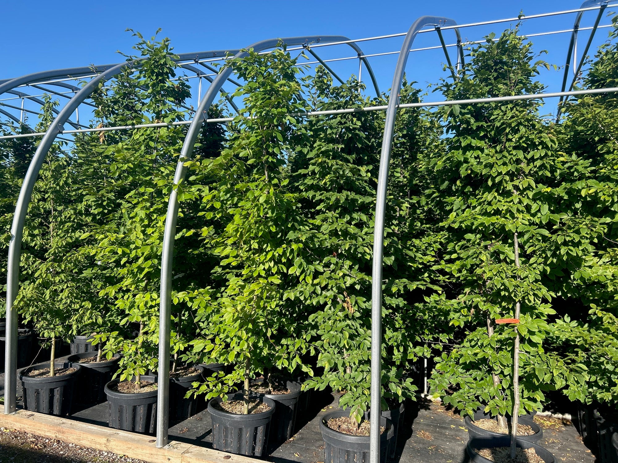 European Hornbeam
