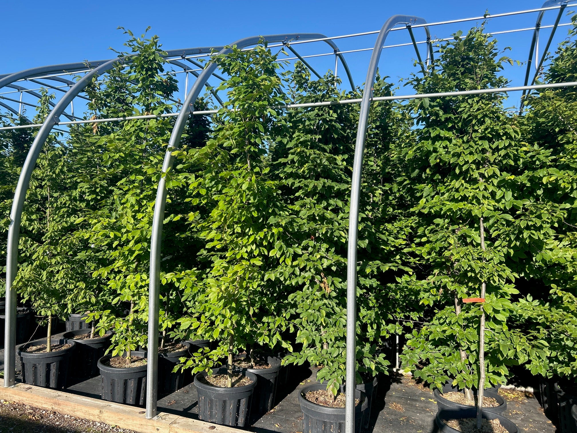 European Hornbeam