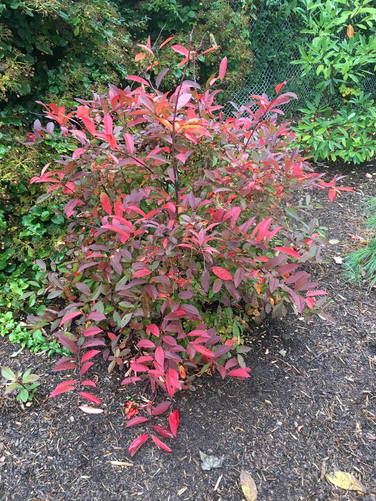 Fall colour