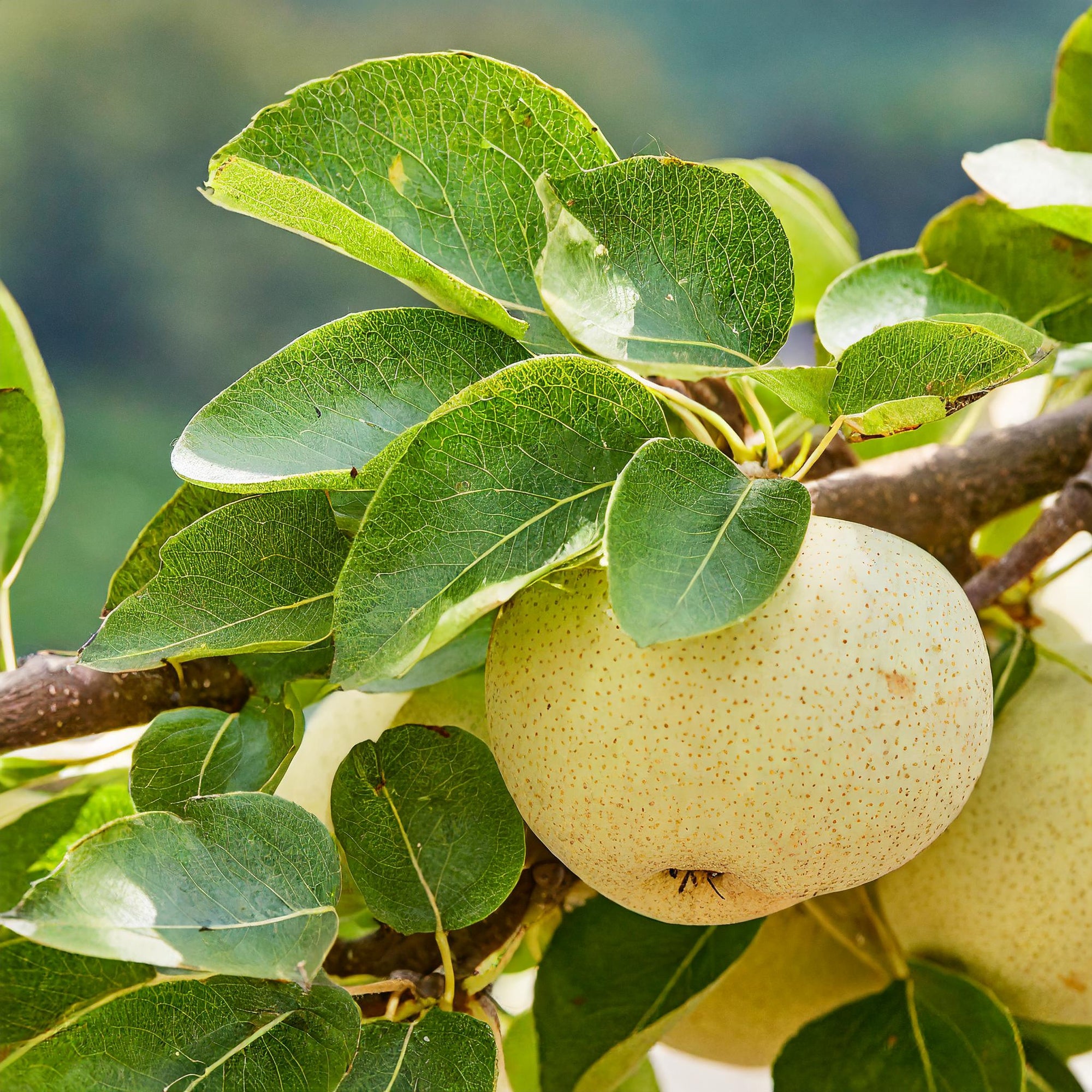 Chojuro Asian Pear