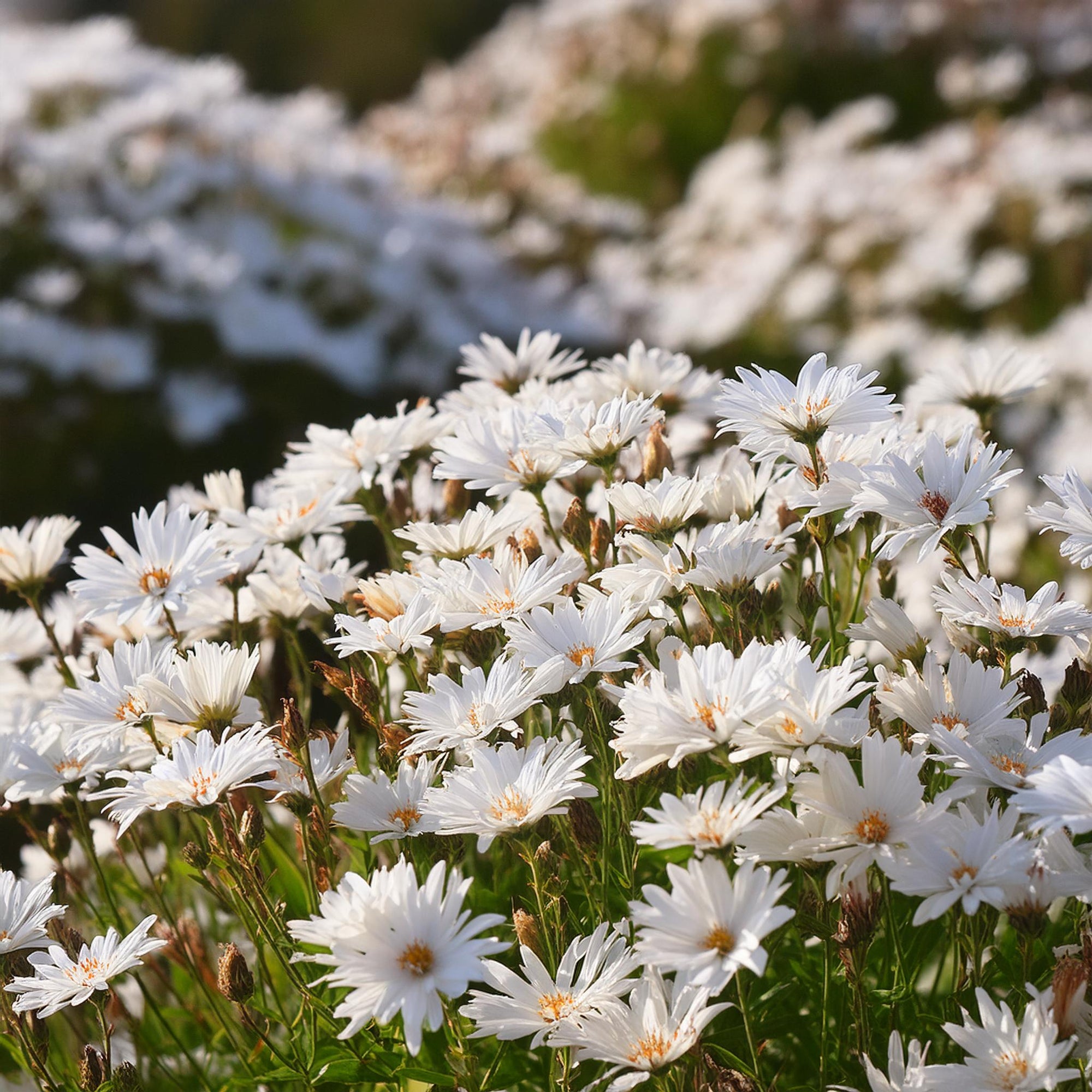 Upland White Aster