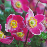 Japanese Anemone