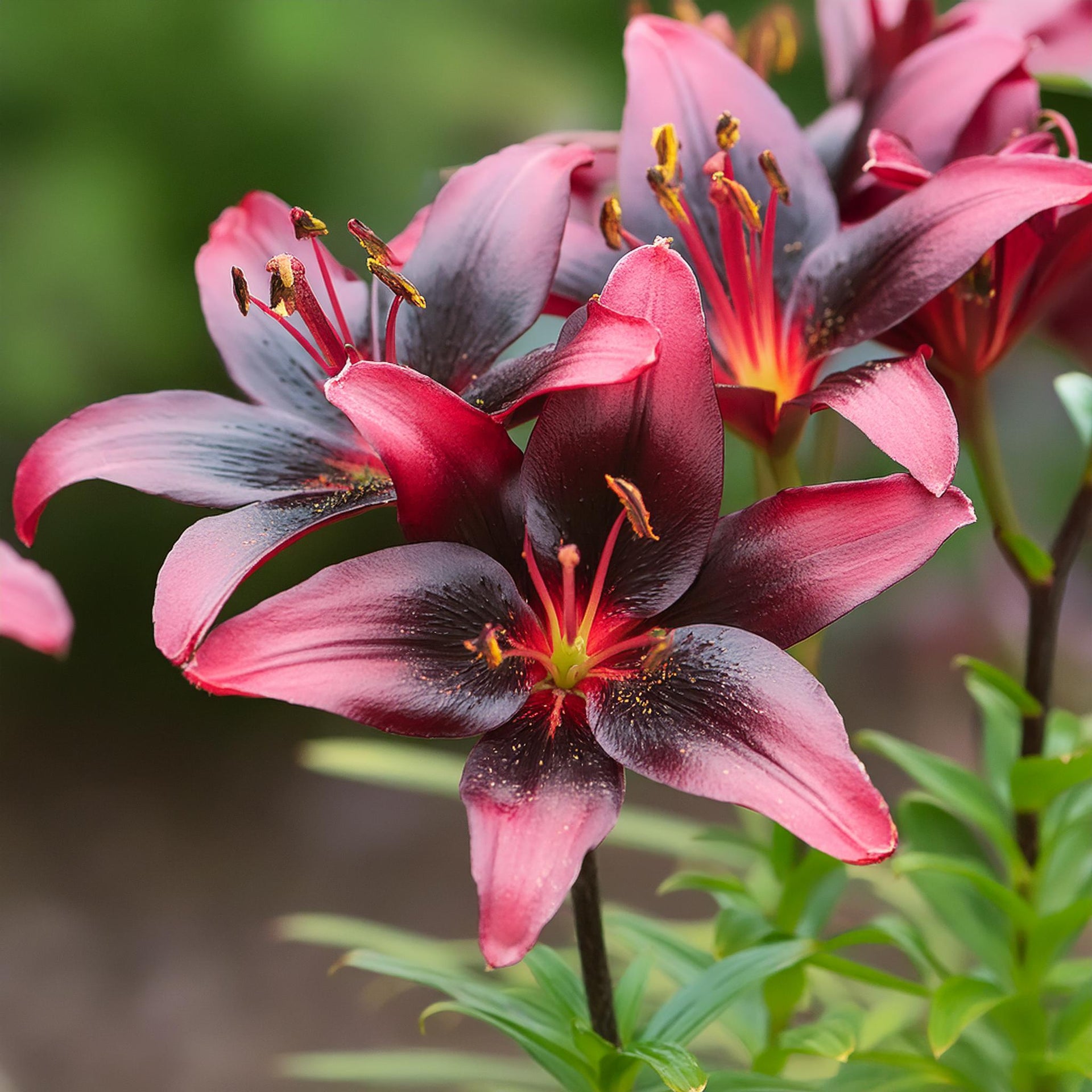 Dwarf Asiatic Lily – GardenTap