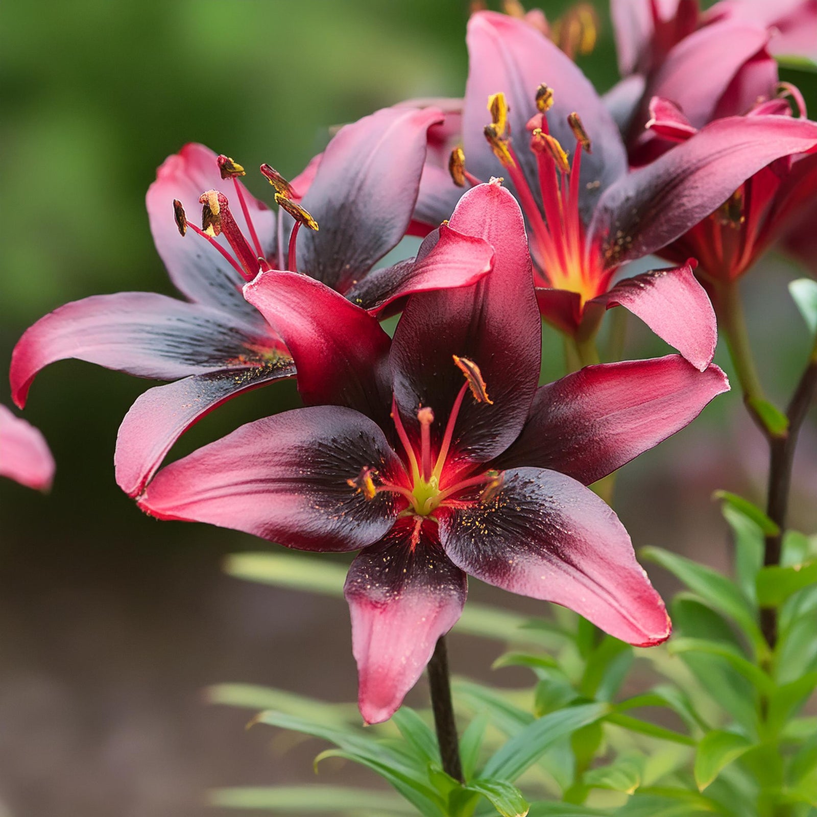 Dwarf Asiatic Lily