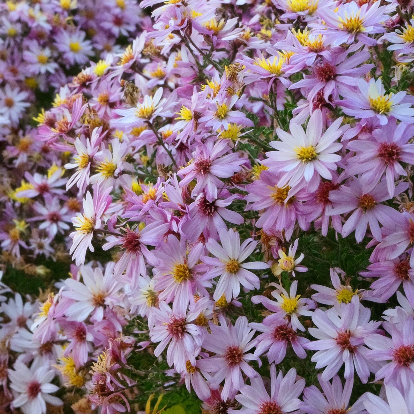 Short's Aster