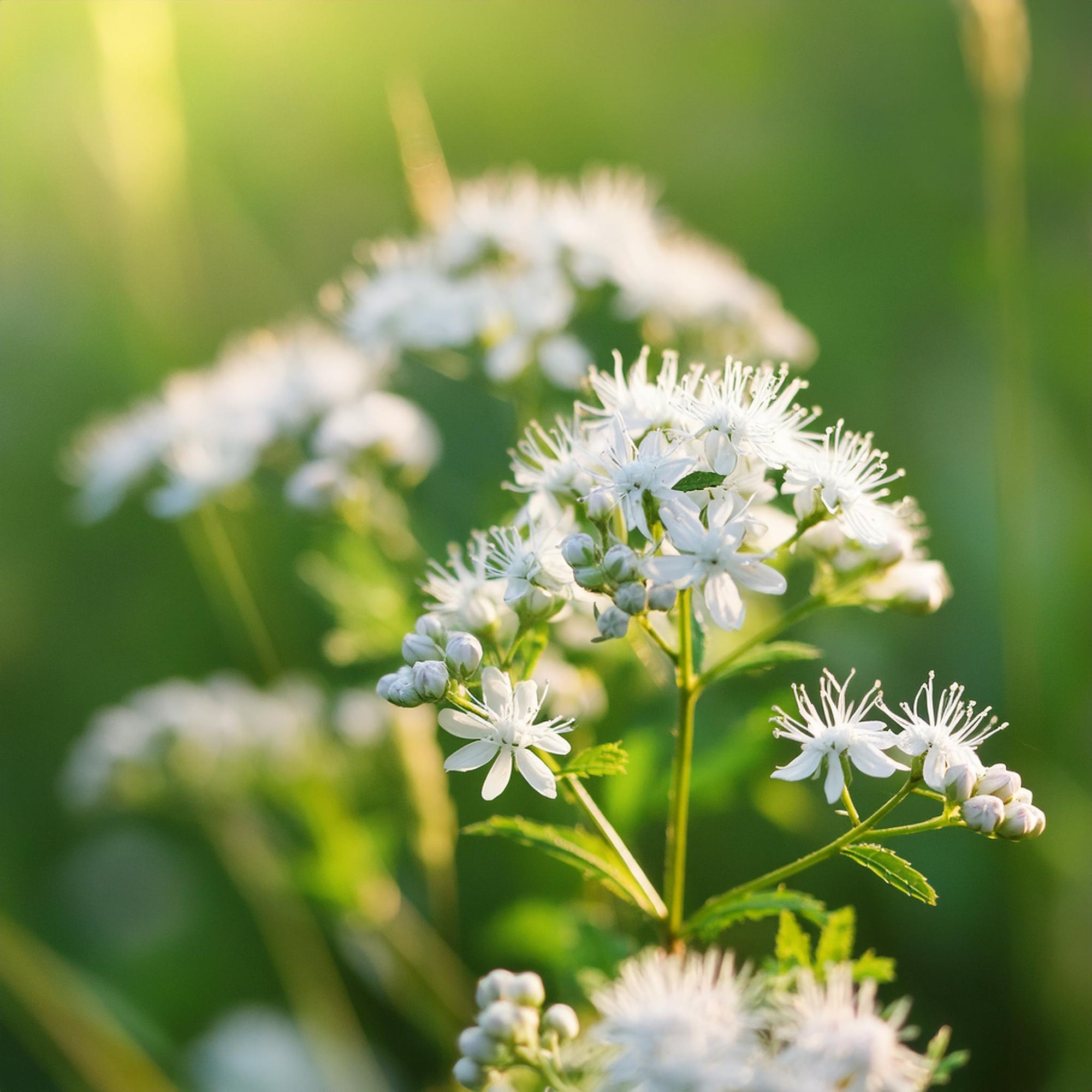 Virginia Mountain Mint