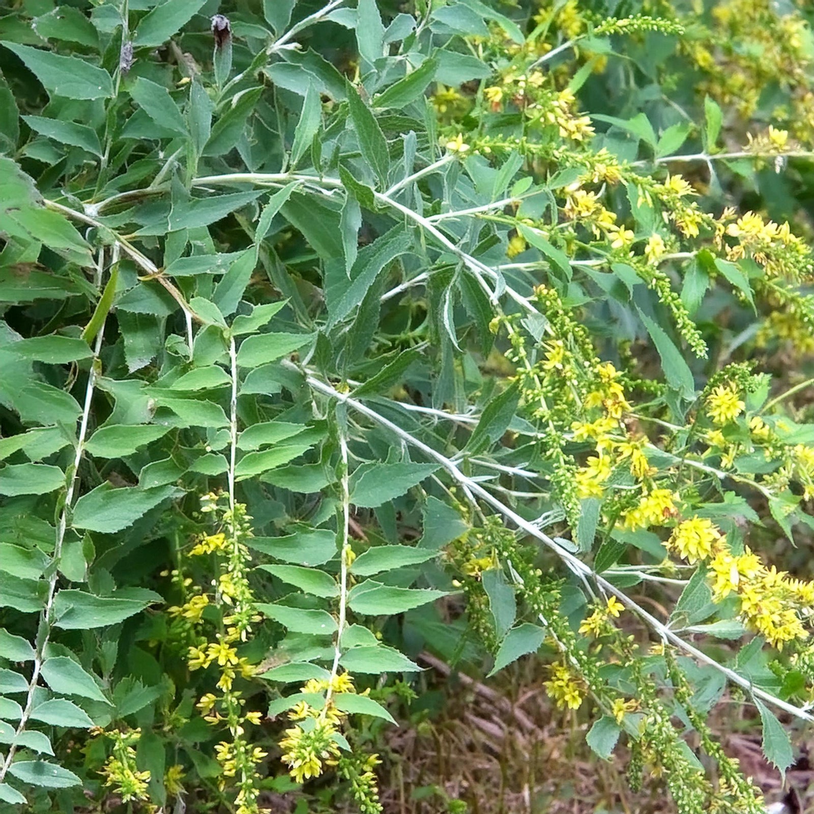 Bluestem Goldenrod