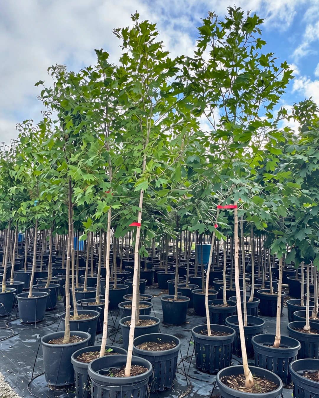 Flashfire® Sugar Maple