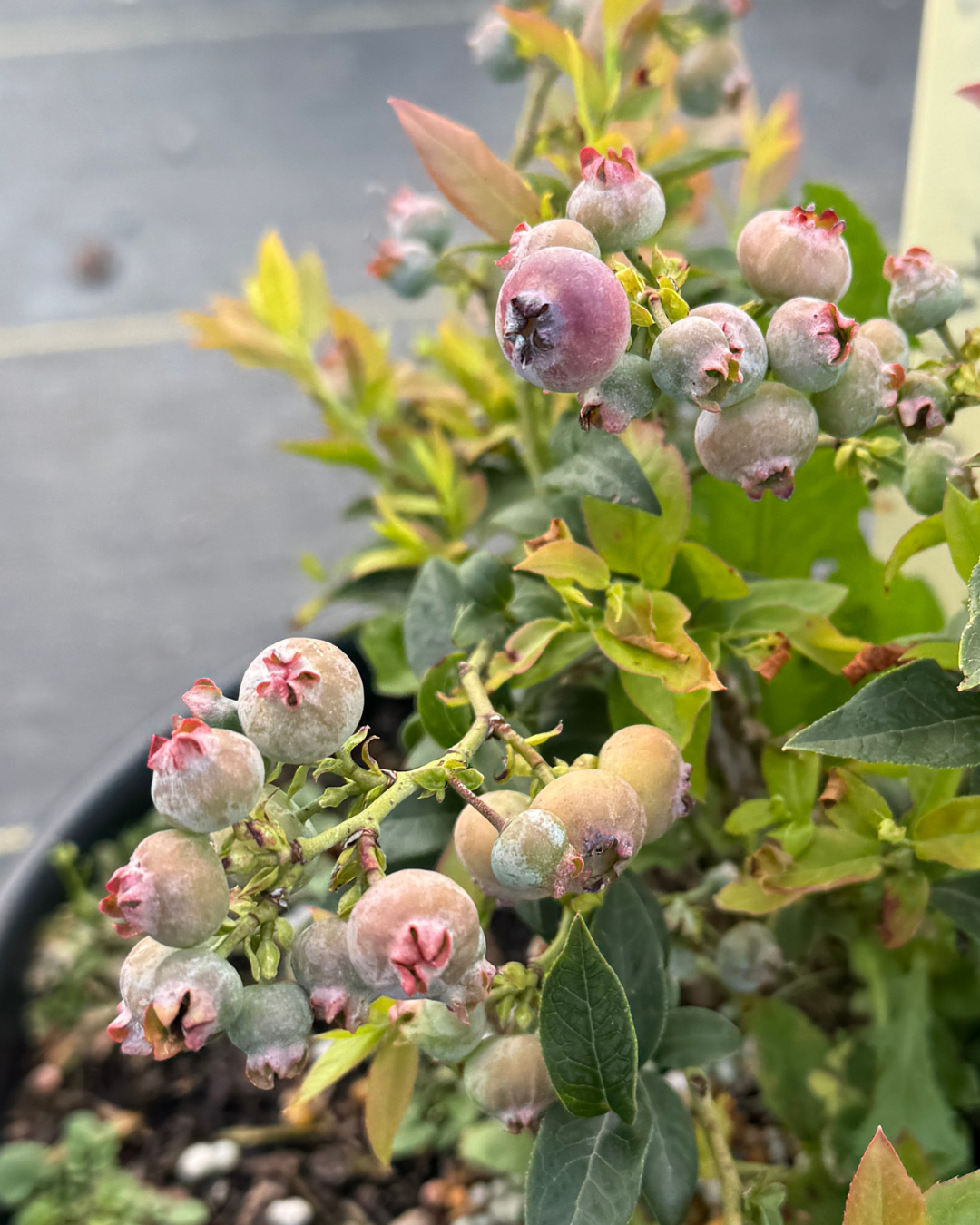 Top Hat Blueberry