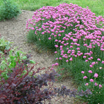 Armeria maritima Dusseldorf Pride Stonecrop